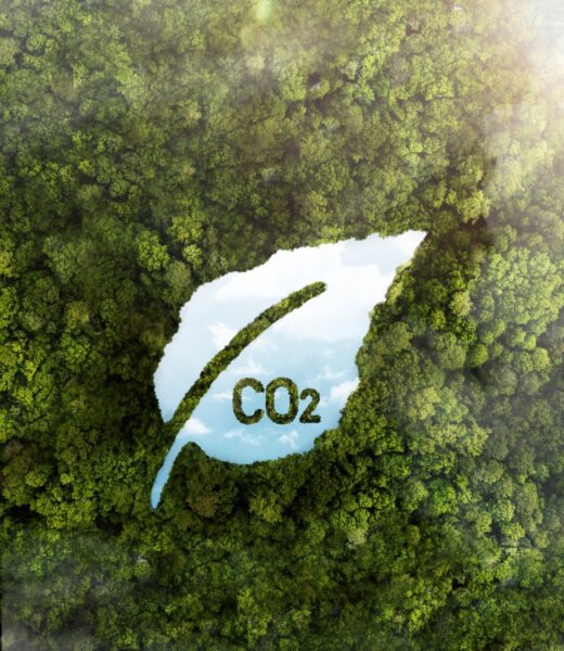 view-green-forest-trees-with-co2bbb